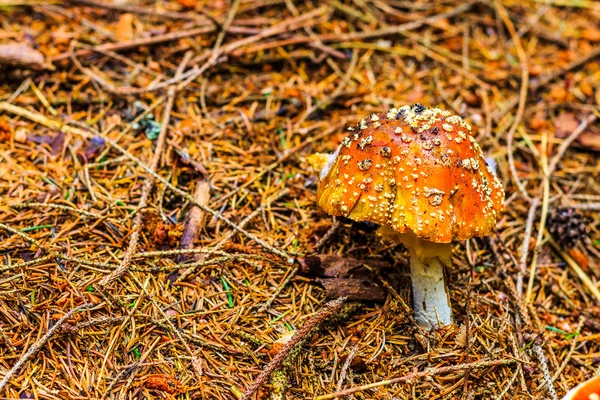 Mushroom in the wood with autumn colours — ストック写真