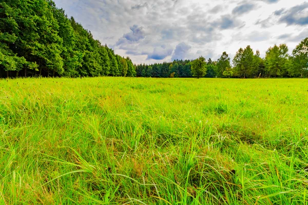 A szűz erdő a friss zöld — Stock Fotó