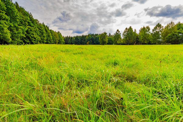 Девственный лес свежей зелени

