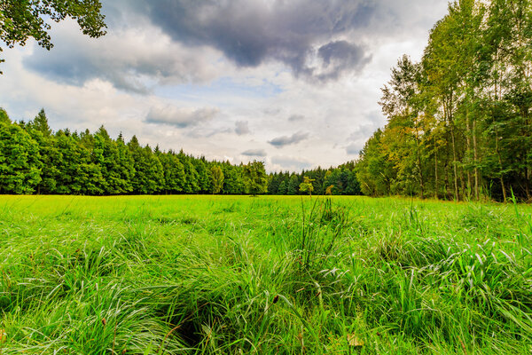 Девственный лес свежей зелени

