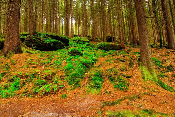 The virgin forest of the fresh green — Stock Image The virgin forest of the fresh green Stock Picture