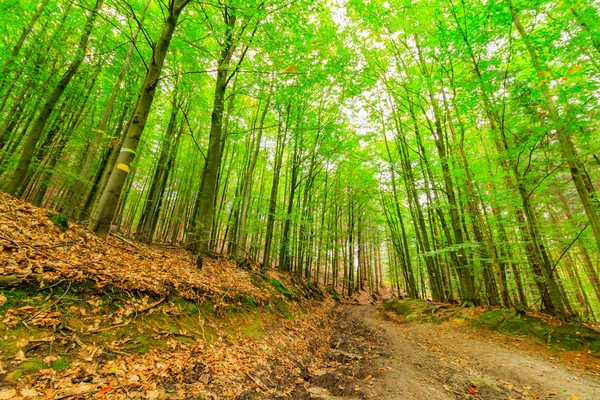 The virgin forest of the fresh green — Stock Image The virgin forest of the fresh green Stock Image