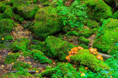 Mushrooms in the wood with autumn colours
