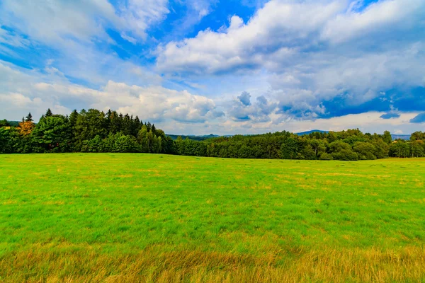 The virgin forest of the fresh green — Stock Photo, Image