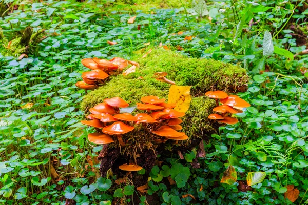 Cogumelos na madeira com cores de outono — Fotografia de Stock