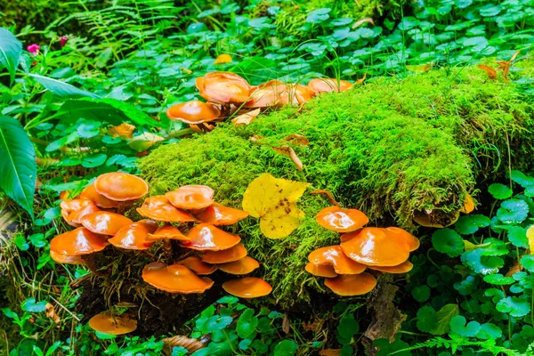 Cogumelos na madeira com cores de outono — Fotografia de Stock