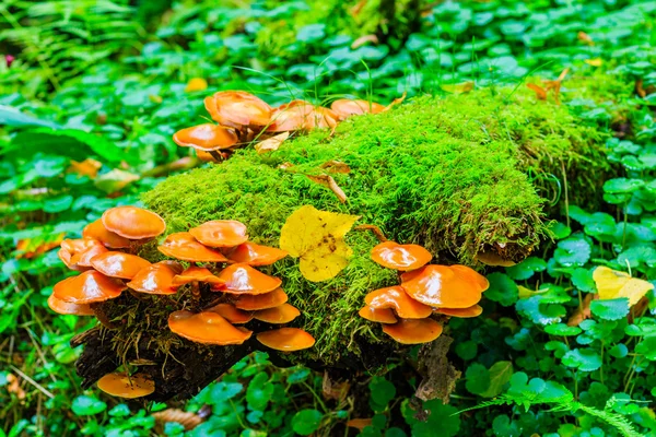 Cogumelos na floresta com cores de outono — Fotografia de Stock