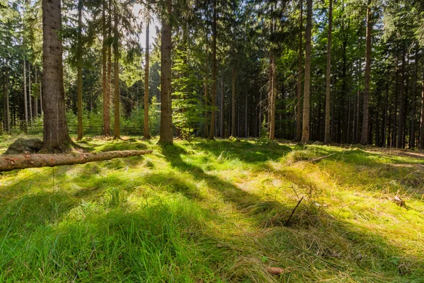 The virgin forest of the fresh green — Stock Image The virgin forest of the fresh green Stock Image