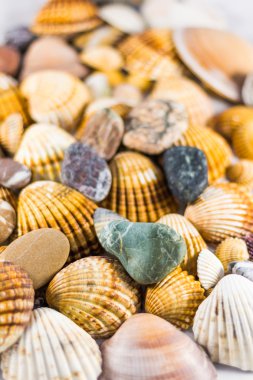 kabukları ve taşlar izole