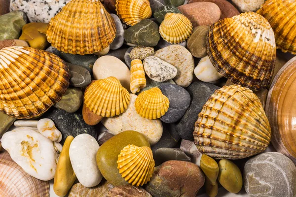 Colección de conchas marinas y piedras aisladas — Foto de Stock