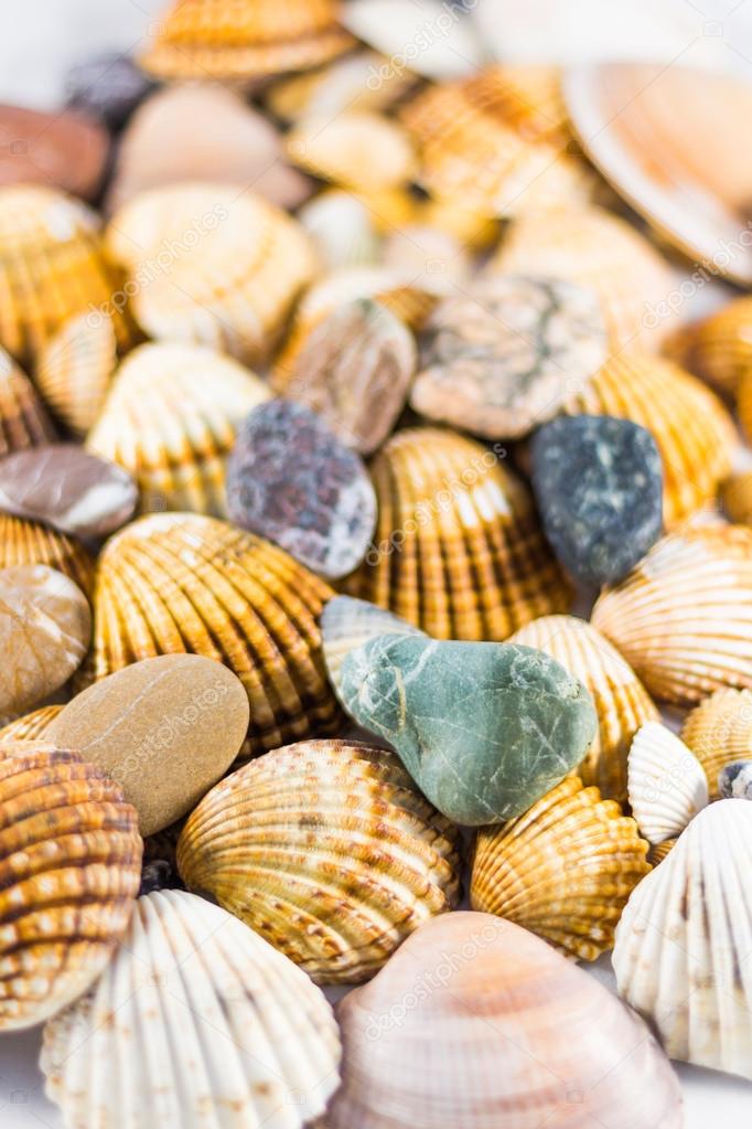 seashells and stones isolated