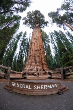 General Sherman Sequoia Ulusal Parkı'nda