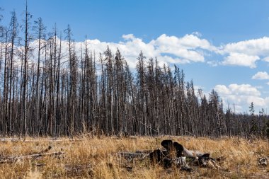 Orman Yellowstone Milli Parkı'nda Kuru