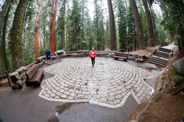 Girl in Sequoia National Park — Stock Photo, Image