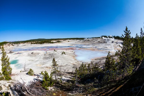 Norris gejzír a Yellowstone Nemzeti Parkban — Stock Fotó