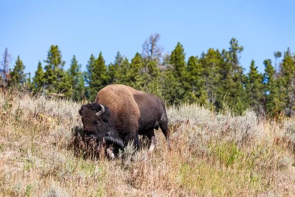 Bison στο Εθνικό Πάρκο Yellowstone — Φωτογραφία Αρχείου