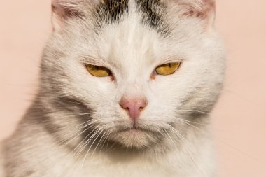 beyaz kedi closeup