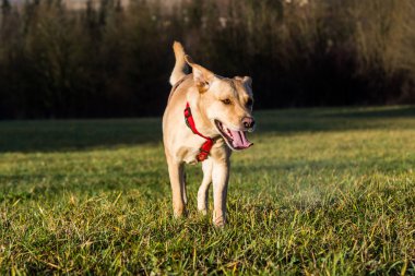 Kahverengi karma barınak köpek