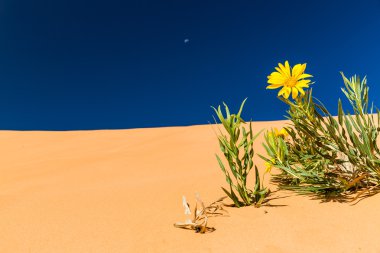 Sayısı Coral Pink Sand Dunes Devlet Parkı