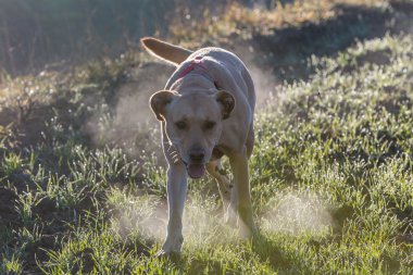 Kahverengi karma barınak köpek