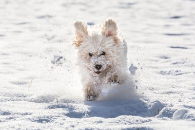 Beyaz fino köpeği karda oynarken