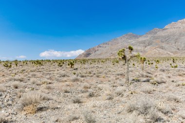 Nature along the street to Racetrack, Death Valley National Park clipart