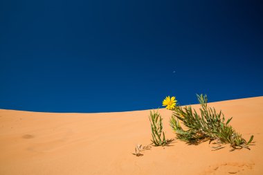 Sayısı Coral Pink Sand Dunes Devlet Parkı