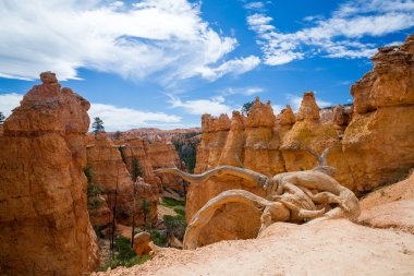 Yürüyüş parkurları Bryce Canyon Milli Parkı'nda görünümlerini