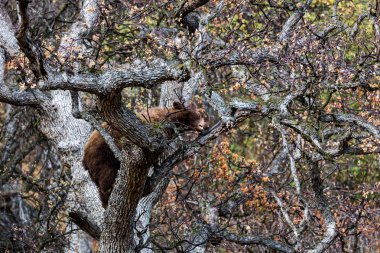 Sequoia Ulusal Parkı, Kaliforniya'da ağaçta ayı