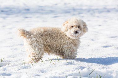 Beyaz fino köpeği karda oynarken