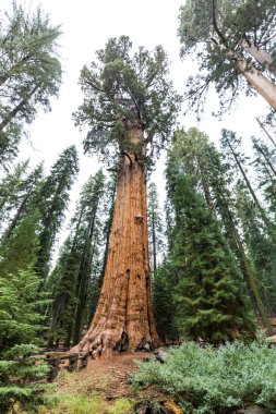 General Sherman in Sequoia National Park clipart
