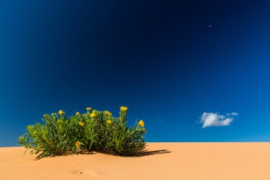 Sayısı Coral Pink Sand Dunes Devlet Parkı