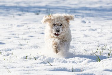 Beyaz fino köpeği karda oynarken