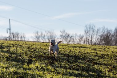 Kahverengi karma barınak köpek