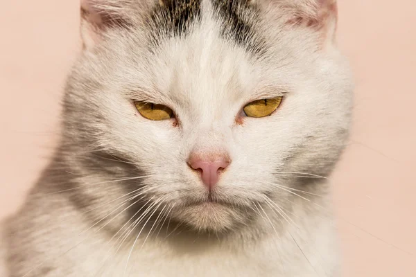 Biały kot zbliżenie — Zdjęcie stockowe