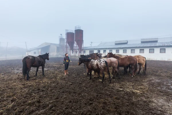 Chica alimentación caballos — Foto de Stock