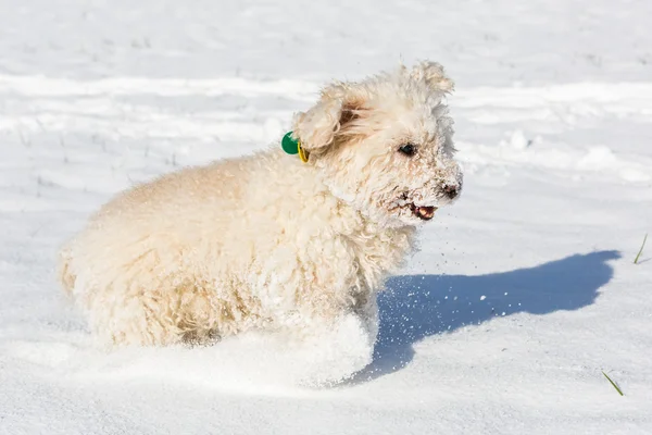 Caniche blanche jouant dans la neige — Photo