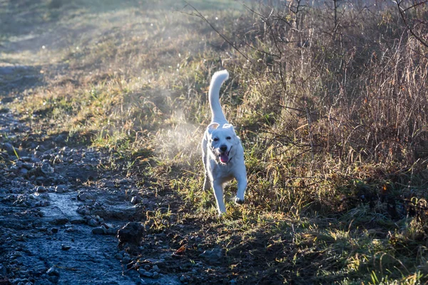 Weißer Tierheimhund — Stockfoto