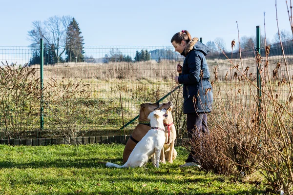 Woman instructing dogs outside — Stock Photo, Image