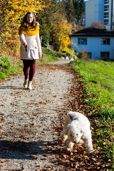 Дівчина з пуделем в лісі — стокове фото