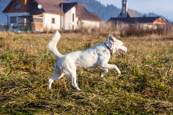 Білий притулку для собак — стокове фото