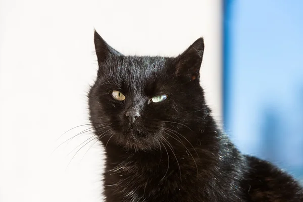 Porträt einer schwarzen Katze — Stockfoto