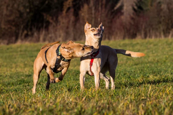 Brown mixed shelter dogs