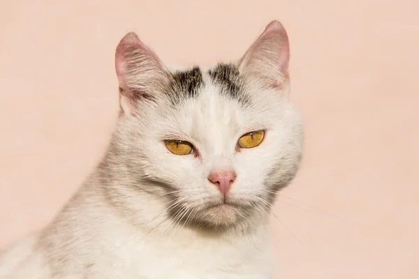 Weiße Katze Nahaufnahme — Stockfoto