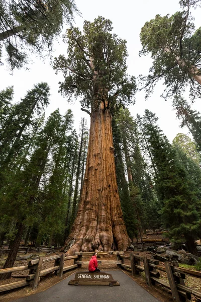 Kız Sequoia Ulusal Parkı'nda — Stok fotoğraf