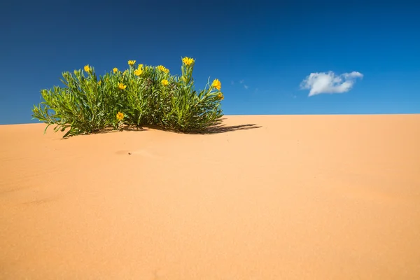 Sayısı Coral Pink Sand Dunes Devlet Parkı — Stok fotoğraf