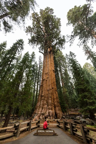 Κορίτσι στο Εθνικό Πάρκο Sequoia — Φωτογραφία Αρχείου