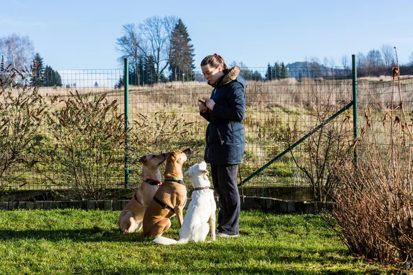 Mulher instruindo cães fora — Fotografia de Stock