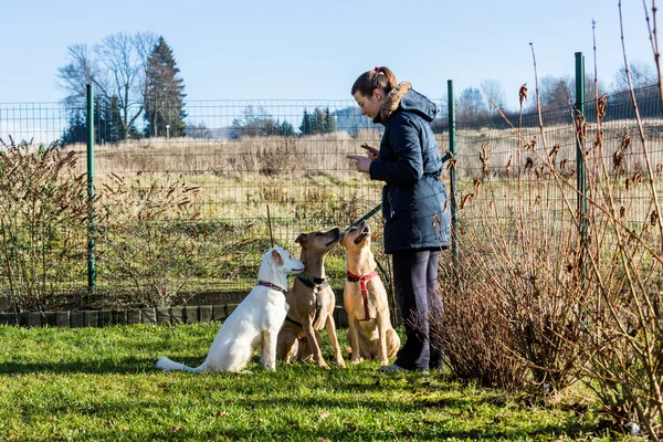 Woman instructing dogs outside — Stock Photo, Image