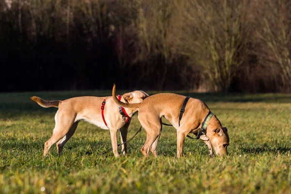 Brown cani rifugio misti — Foto Stock